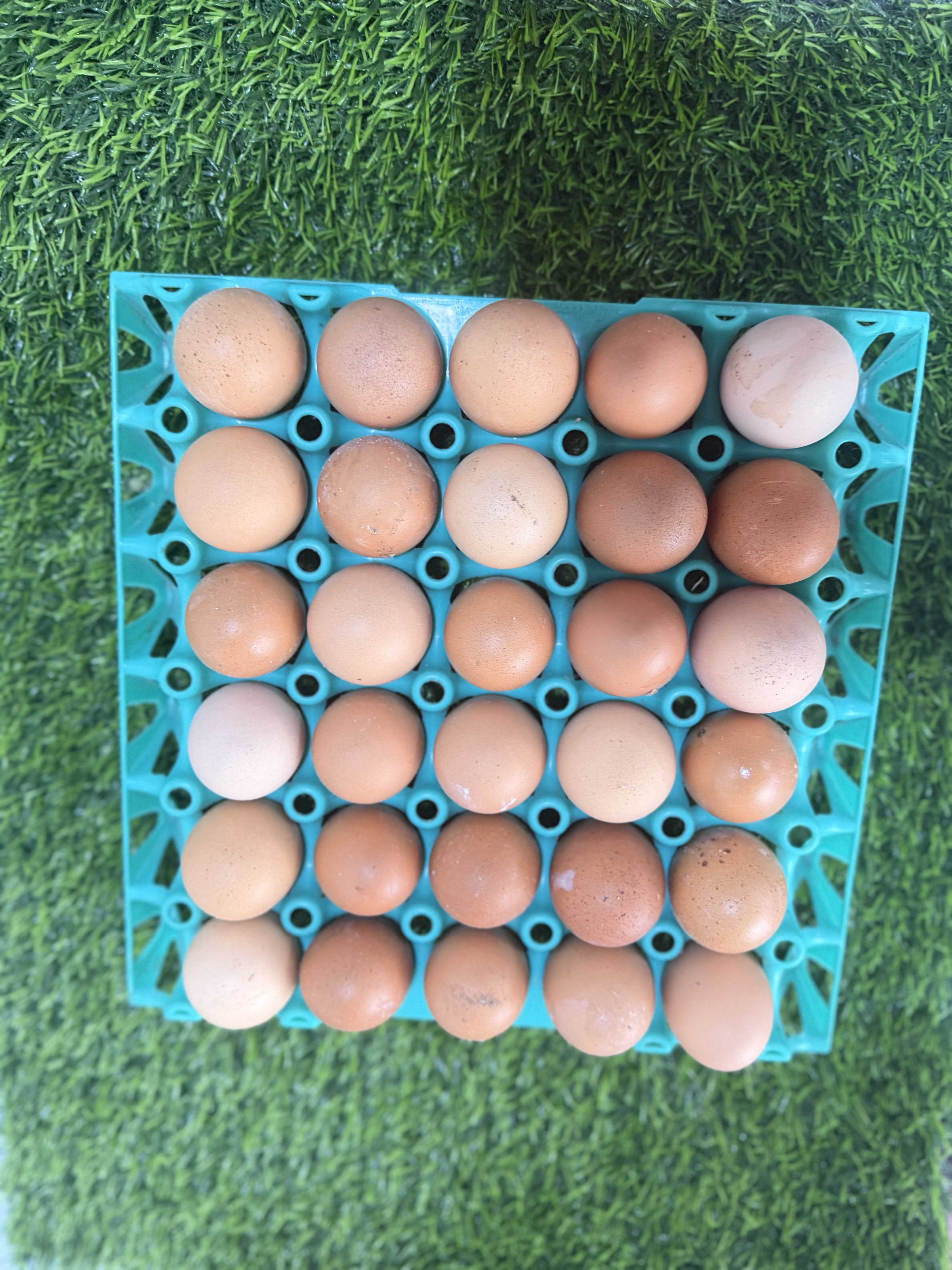 Eggs