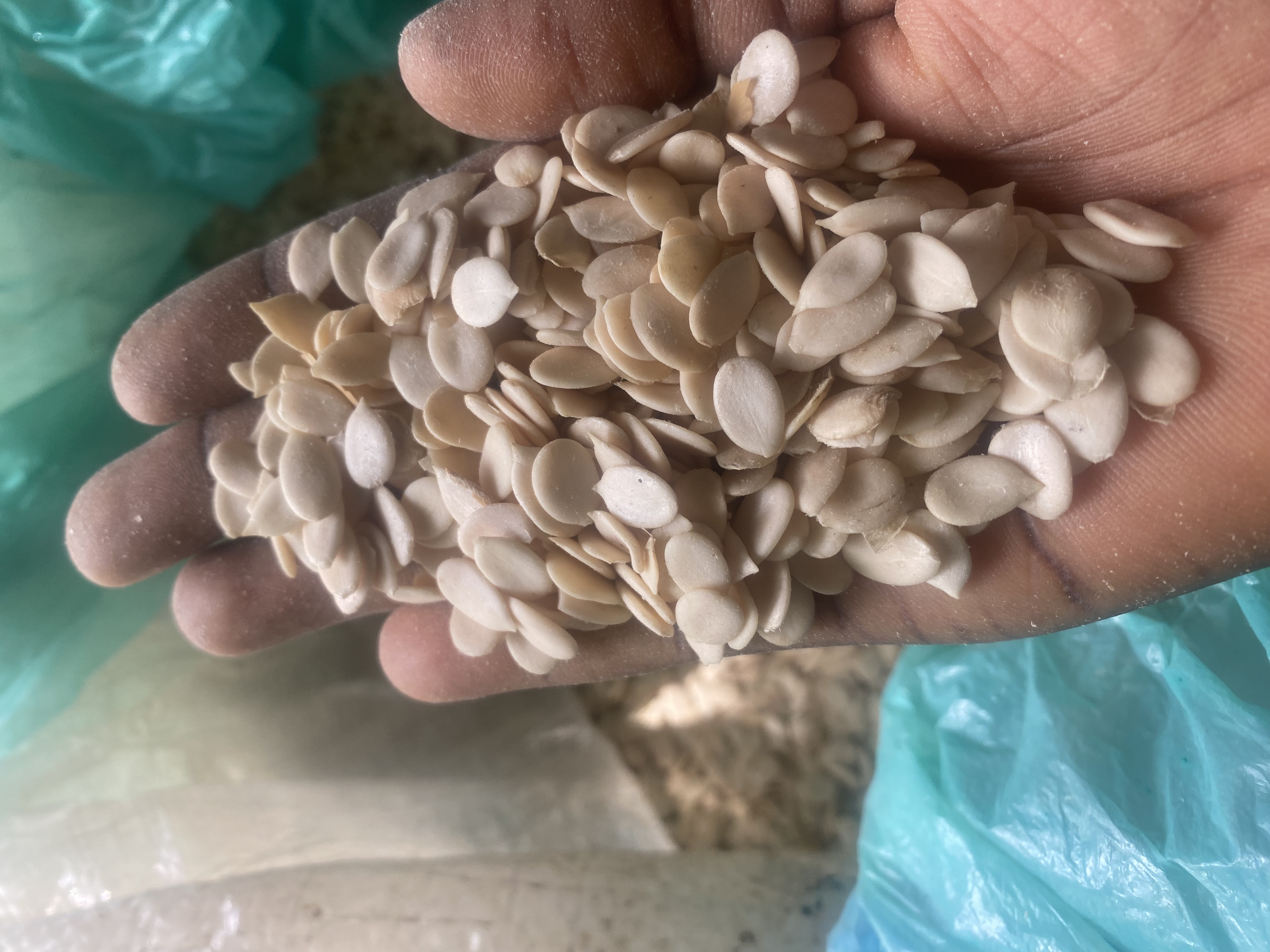 Egusi - Image 3