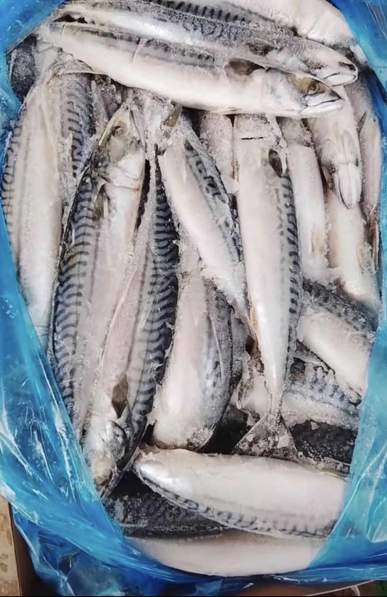 Fresh Titus fish