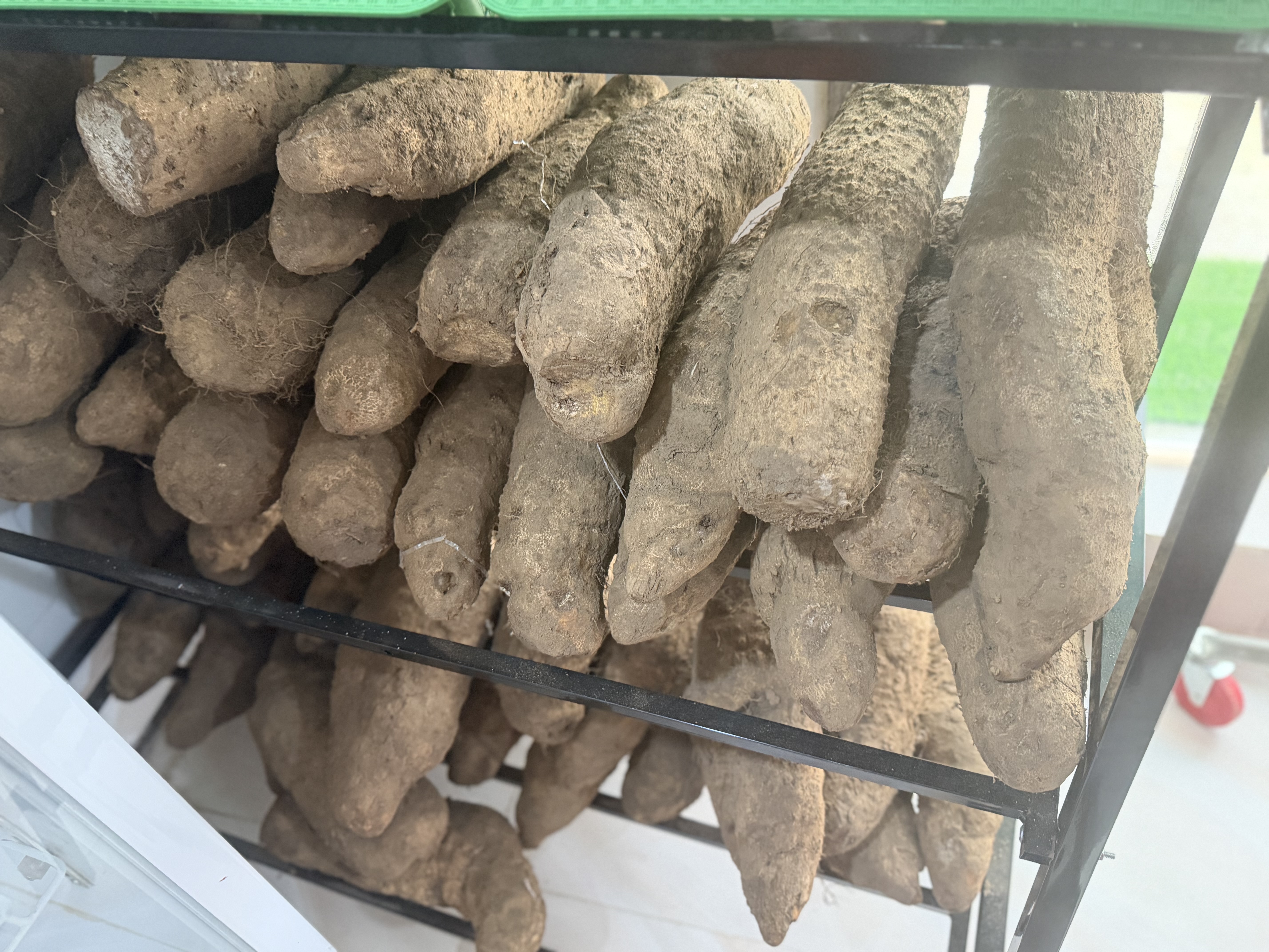Yam