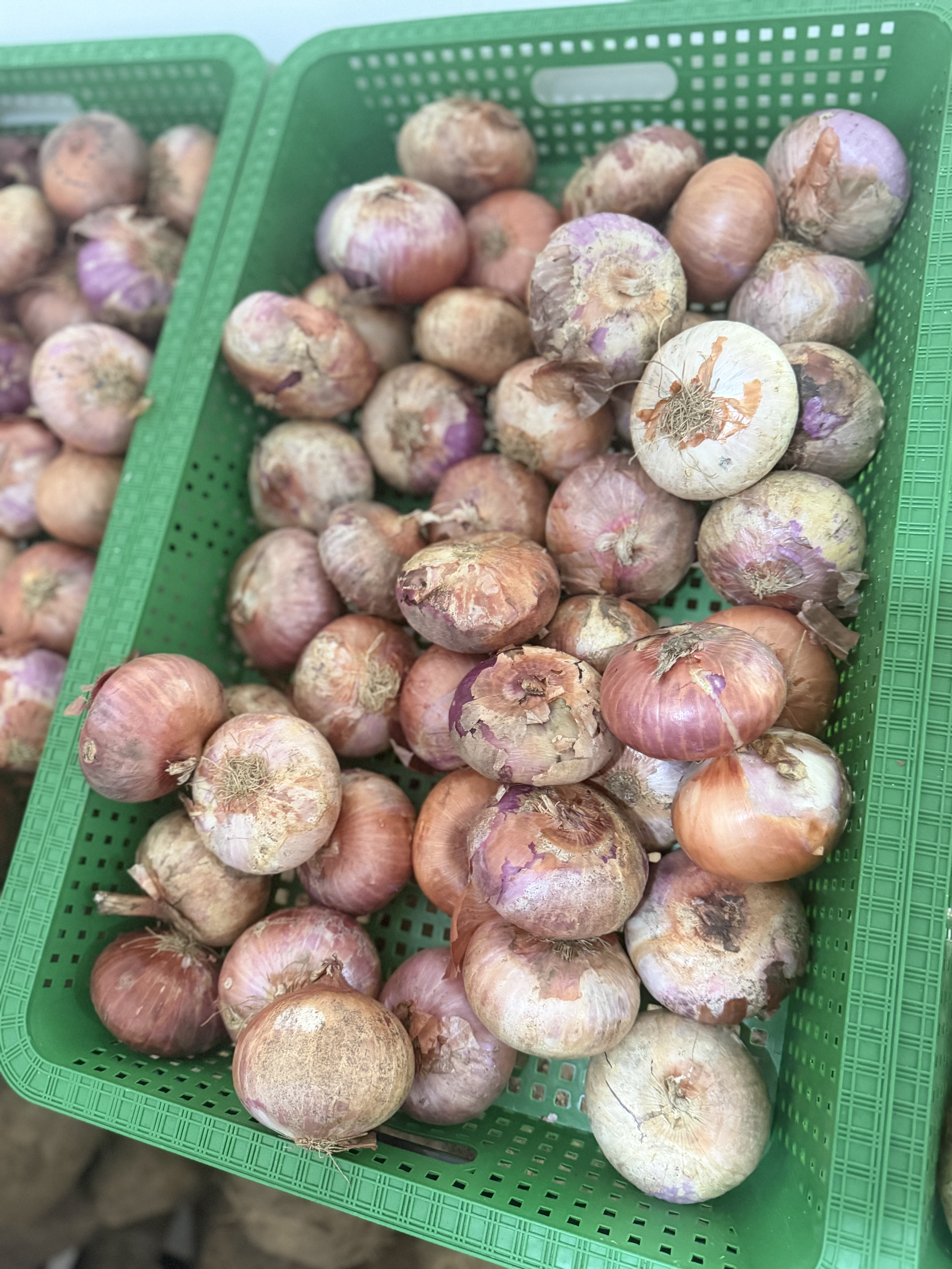 Onion
